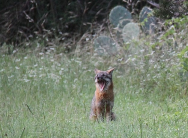 Gray Fox Yawn