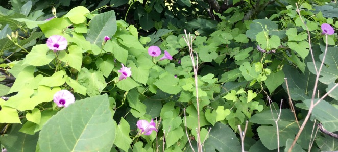 purple bindweed-tievine-morning glory