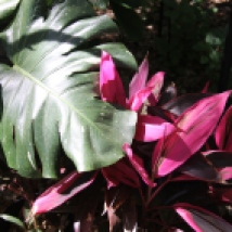 bold foliage-pink